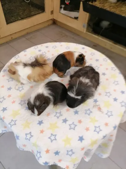 Meerschweinchen