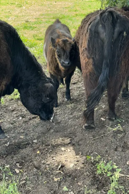 Mini-Galloway Kuhkalb