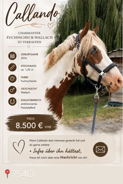 Charmanter Fuchsscheck-Wallach zu verkaufen