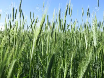 BIO Roggen ab Feld 2026