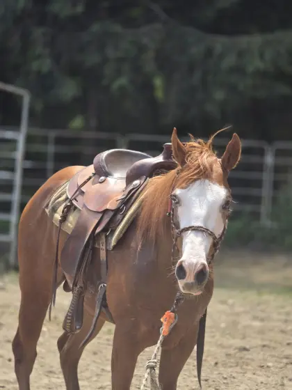 American Paint Horse