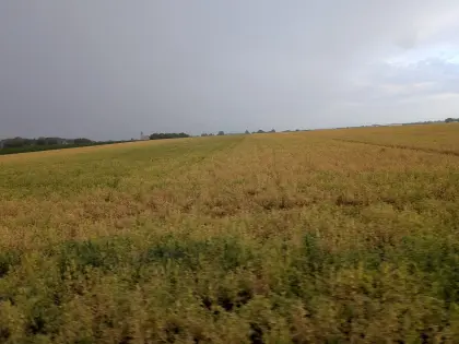 Bio-Winterkörnererbse