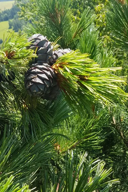 Frische Zirbenzapfen