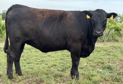 Angus-Kalbin Bio