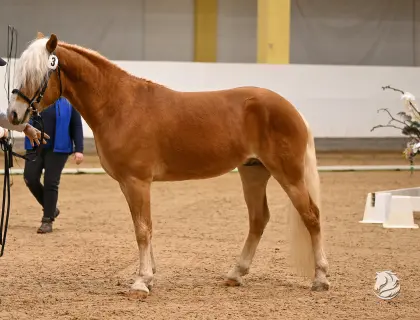 Augustinus, Haflinger Wallach