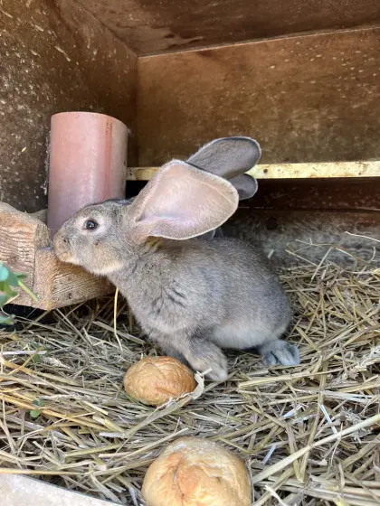 Männliche junge Riesen