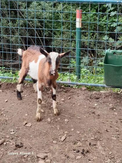 Tauernschecke Kitz Bock (5 Monate alt)