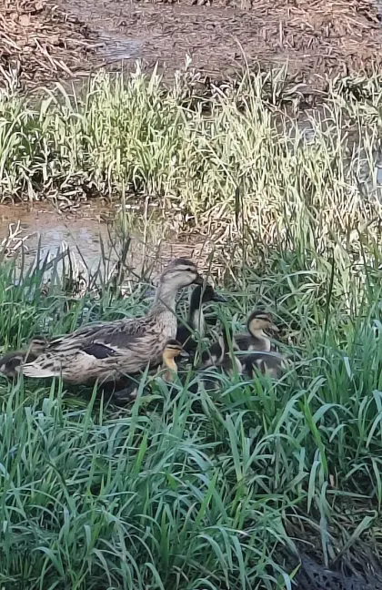 Zwergstockente