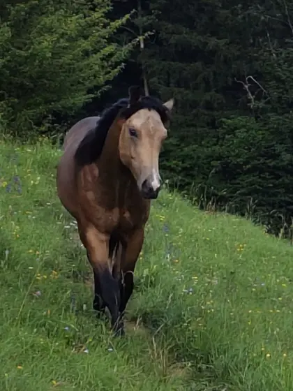 Quarter Horse Hengstjährling POCO RAYINTINSELTOWN