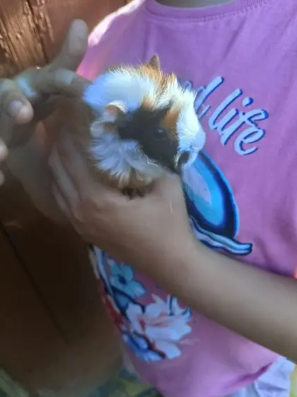 Meerschweinchen
