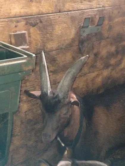 Aosta-Kitzbock