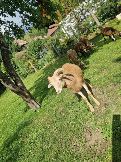 Kamerunwidder