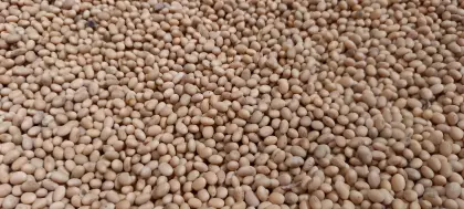 Bio-Soja