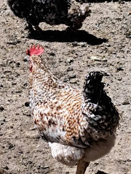 Hahn tricolore