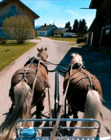 Classic Pony Wallache Fahrpony