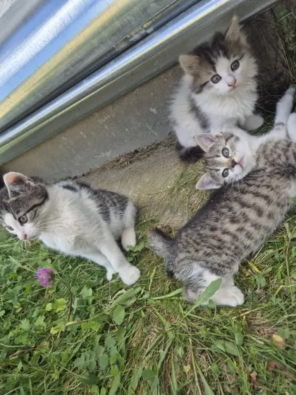Babykatzen