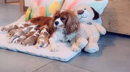 Cavalier King Charles Spaniel