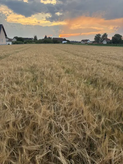 Gerste am Feld zu verkaufen