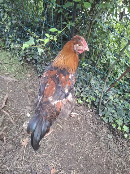 Sulmtaler Junghahn