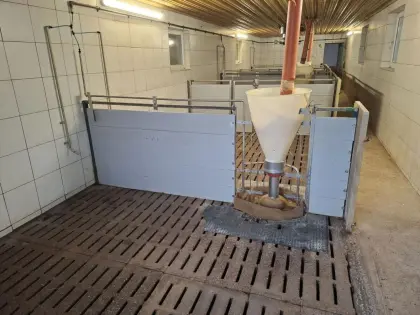 Aufstallung Mastschweine