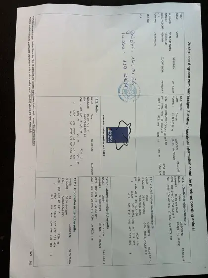 HF Stier