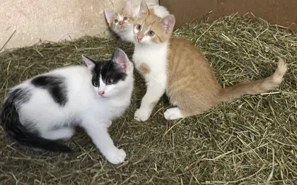 3 Babykatzen