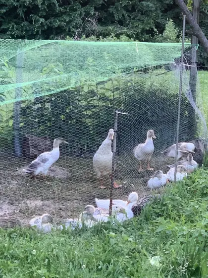 Enten und Erpel