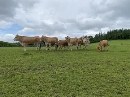 Trächtige Bio-Murbodner Kalbinnen