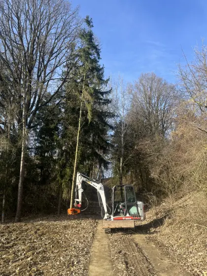 Energieholzernte mit Bagger und Fällgreifer