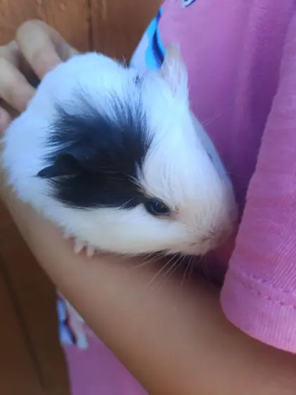 Meerschweinchen