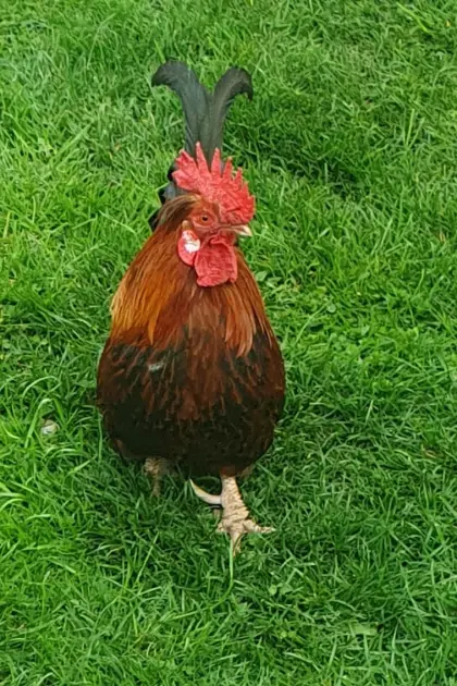 Zwerghahn (Notverkauf)