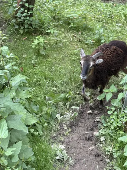 Soay-Schafe