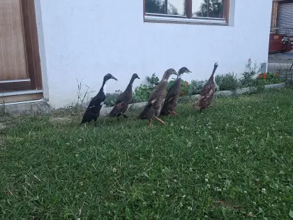 Schnecken-Patrouille