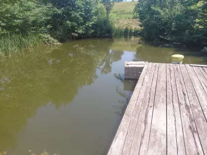 Karpfenteich