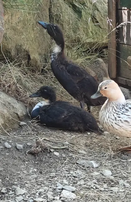 Ente