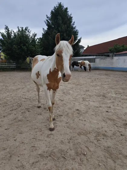 Paint Horse Stute