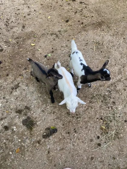 Zwergziegen