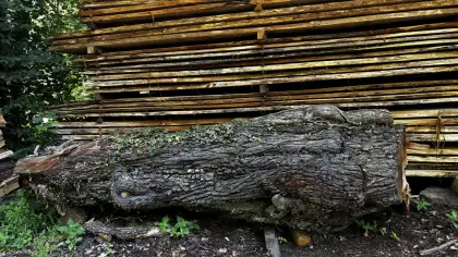 Birnenstammbloch