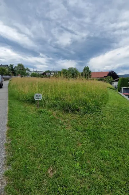 Gras