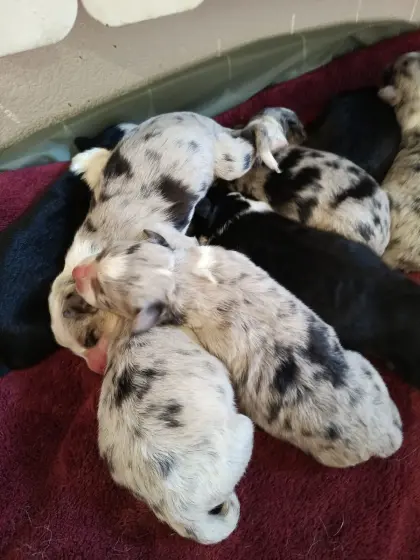 Australian Shepherd-Mischlingswelpen