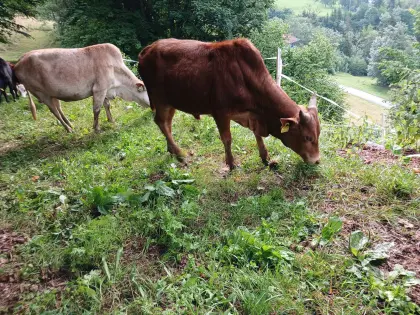 Zwergzebu-Zuchtstier