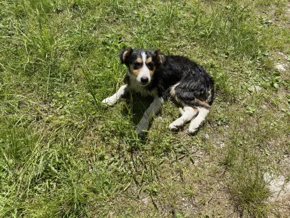 Border Collie