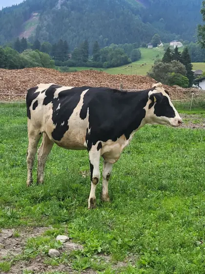 Holstein Kalbin