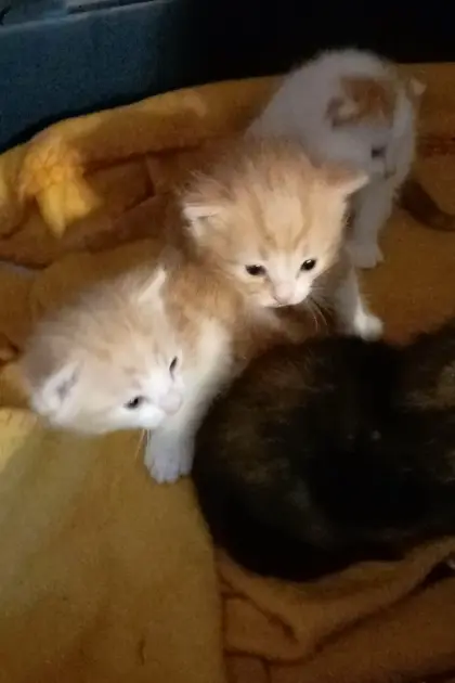 Katzenbabys