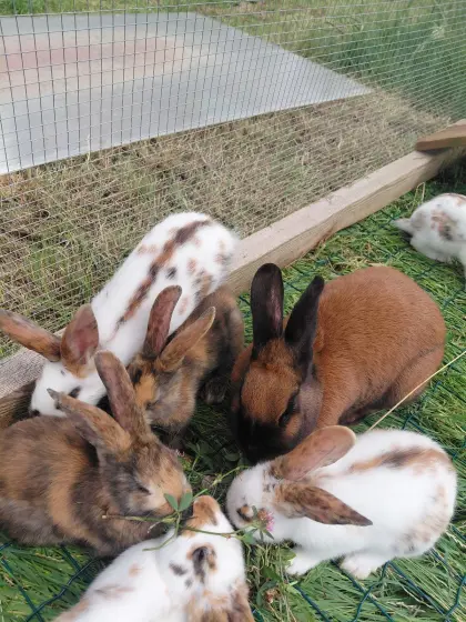 Jungkaninchen