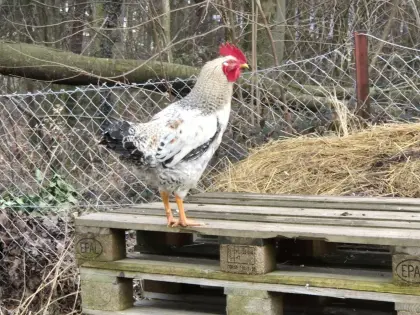 Hähne aus Naturbrut