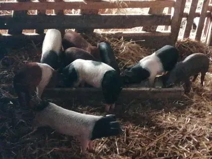 Bio-Ferkel