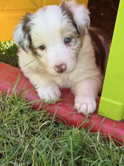 Border Collie Welpen