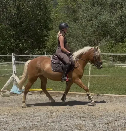 Toller Haflinger-Wallach