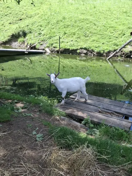 Mini-Zwergziege